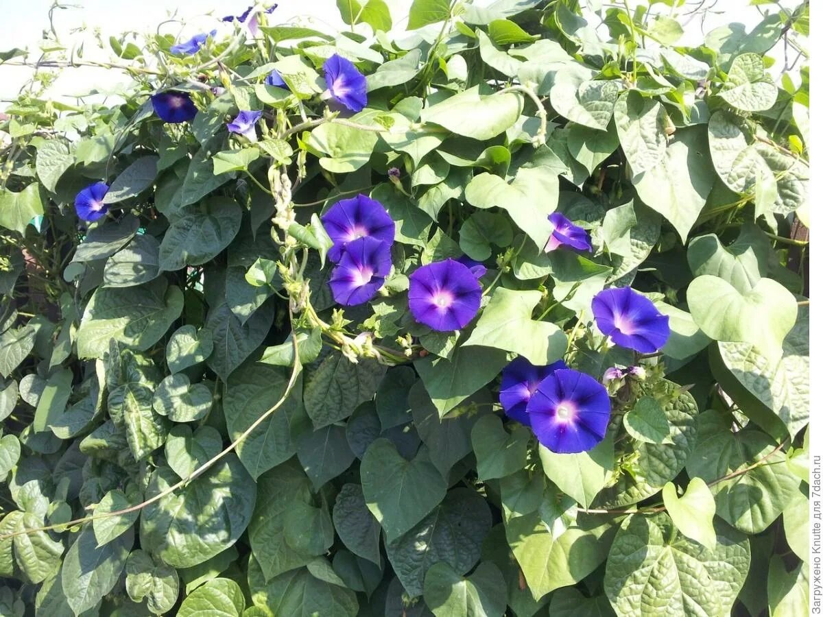 ипомея пурпурная. закон про ипомею. закон про ипомею. ипомея флаинг. ипомея тальянка.