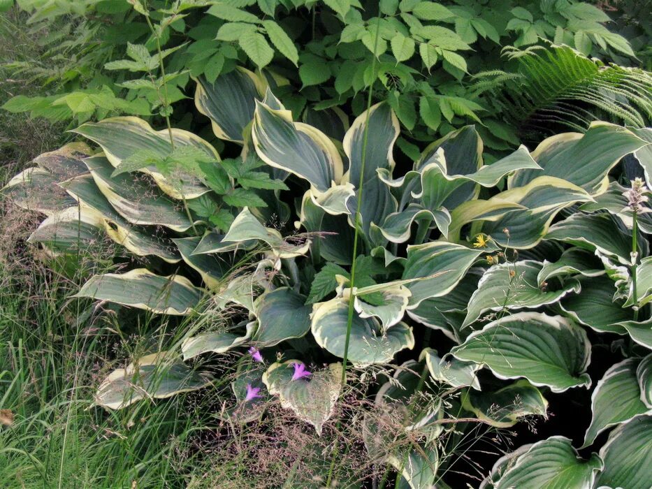 Nmap сканирование портов linux. Сканнер локальной сети nmap. Хоста гигант меджикал. Сканирование сети с помощью nmap. Программы шпионы для компьютера.