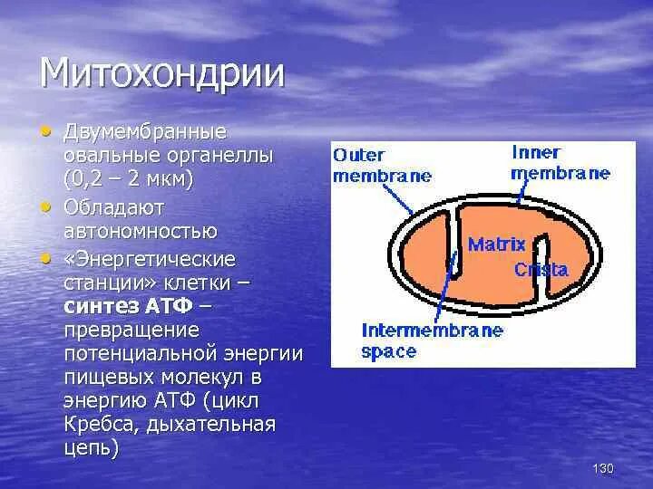 Атф запасается в клетках. Митохондрии двумембранные органоиды. Двумембранные органоиды клетки запасающие энергию. Энергетические станции клетки Синтез АТФ.