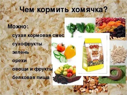 Что нельзя давать хомякам