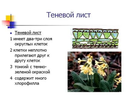 Световой лист