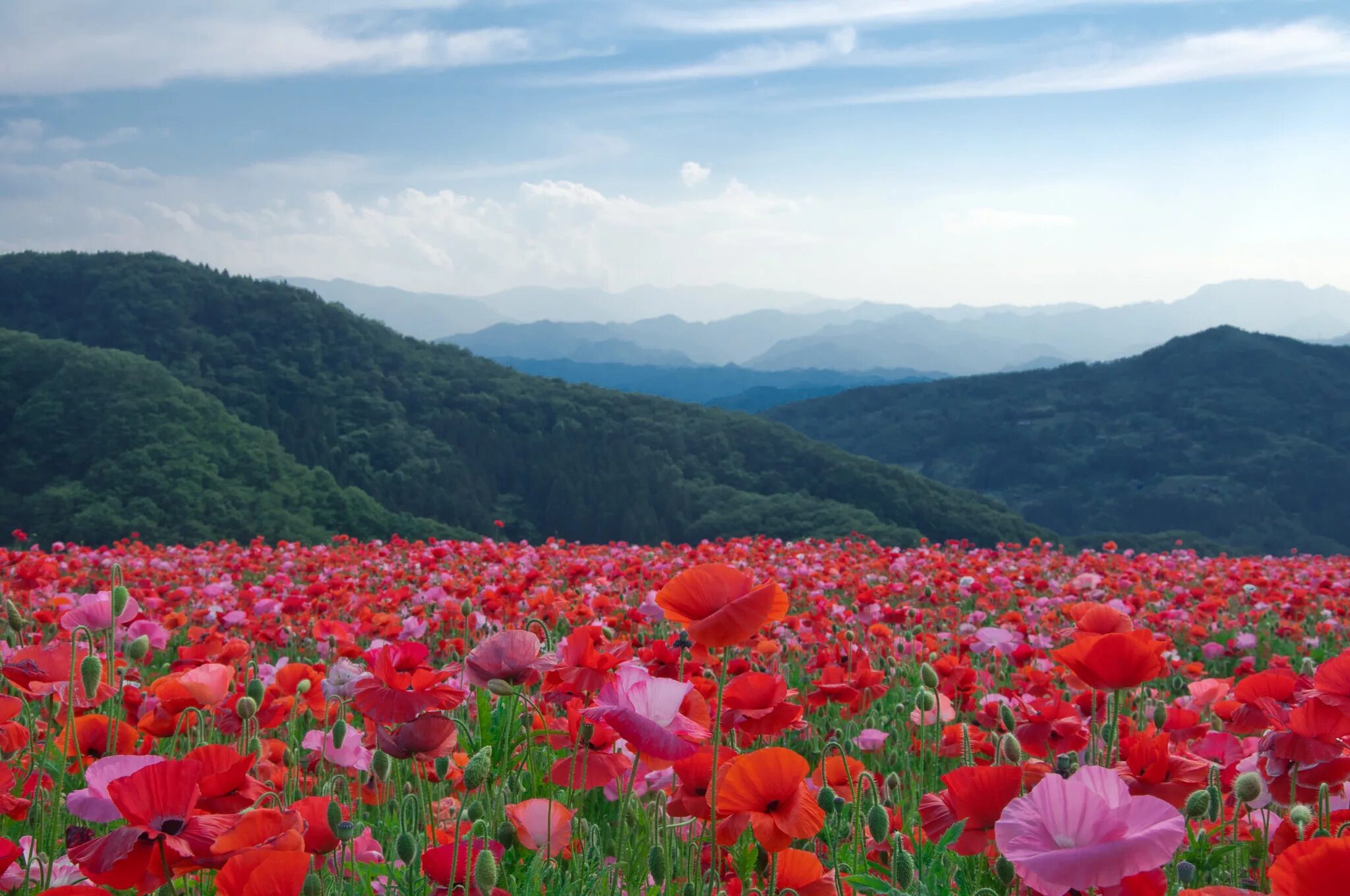 Flowers valley. Алые маки Иссык-куля. Маковые поля в Киргизии. Маковые поля Иссык Куль. Алые маки Исык к Уля.