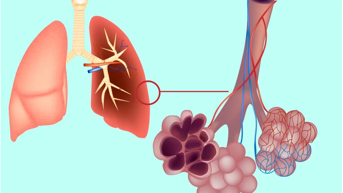Пузырьки кислорода в крови. Альвеолы это лёгочные пузырьки. Дыхательная система альвеолы. Что такое альвеолы легких у человека. Альвеолы и капилляры в легких.