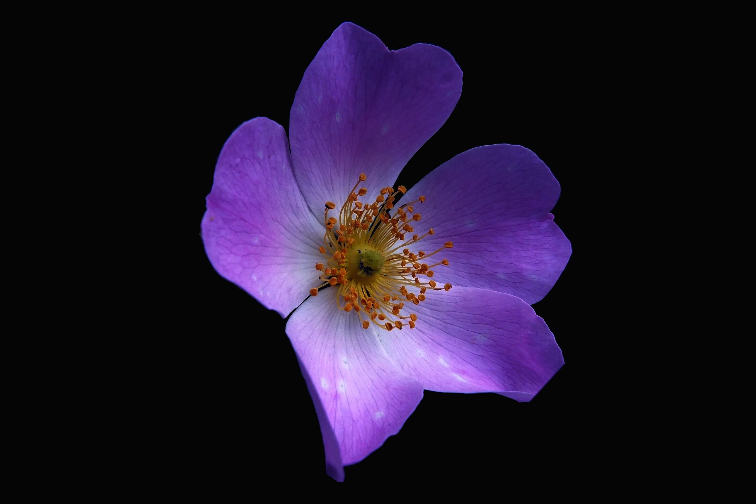 Кислица пестроцветная (oxalis versicolor). Наперстянка и розы. Лобелия незабудки виола. Это другой цветок. Бегония filiformis green.