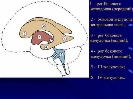 Задние рога боковых желудочков