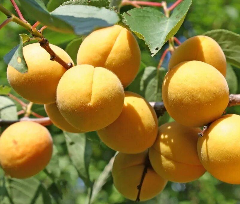 Абрикосы какие сорта. Абрикос краснощекий мелитопольский. Абрикос монастырский. Абрикос июньский ранний. Сорт абрикоса снежинский.