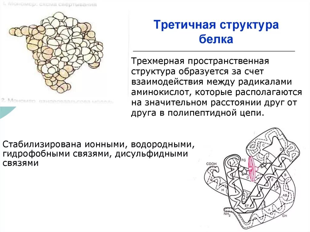 Третичная структура белка данная структура. Третичная структура белка дисульфидные связи. Дисульфидные связи структура белка. Строение белков третичная структура. Пространственная структура белка третичной структуры.