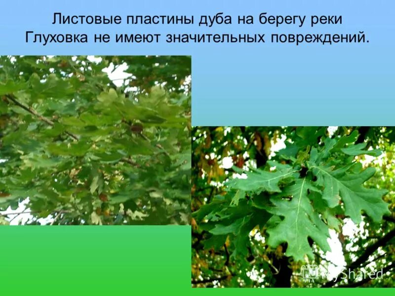 край листовой пластинки дуба