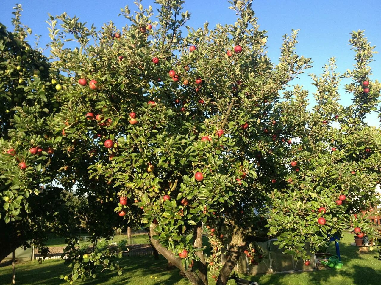 Плод яблони. Яблоня это дерево или кустарник. Яблоки на дереве. Сад с плодами. Дерево яблоня молодая