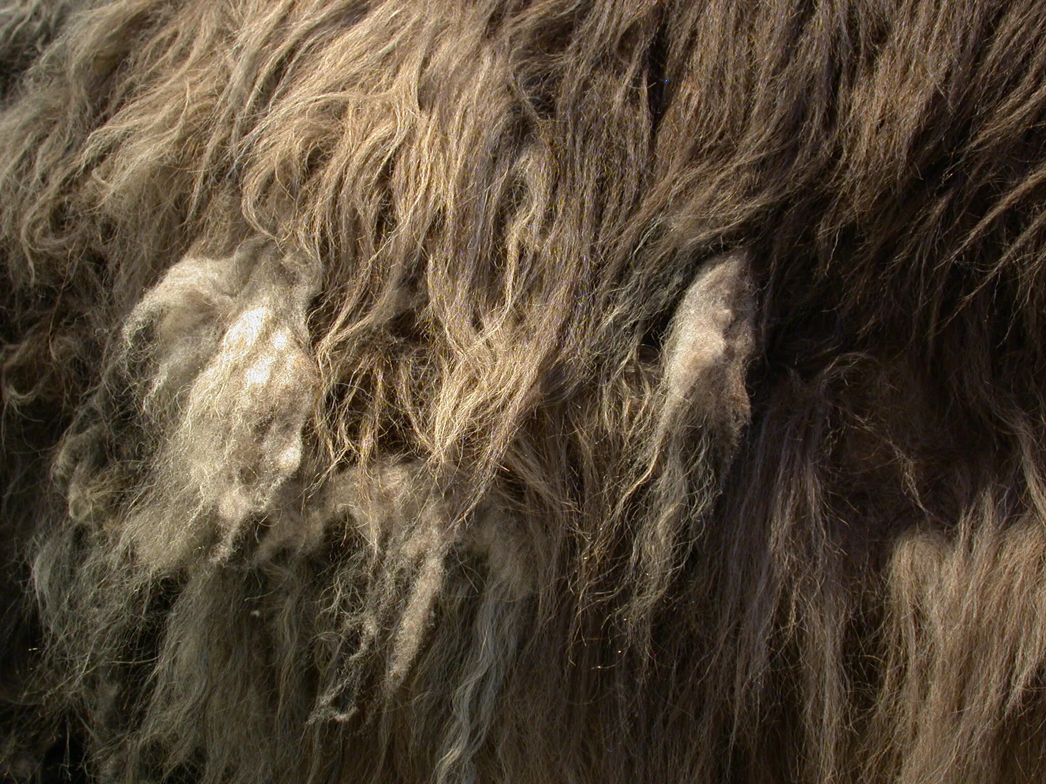 Старая шерсть. Шерсть ламы текстура. Кусок шерсти. Козья шерсть текстура.