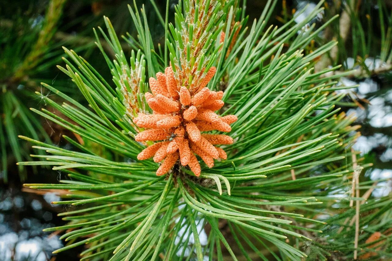 Хвойные сосновые. Кедр Сибирский Pinus sibirica. Хвоя сосны. Сосна Культера. Бурсафеленхоз сосны.