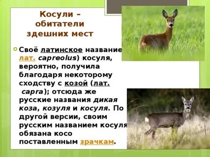 Аниска получила прозвище косуля потому что очень