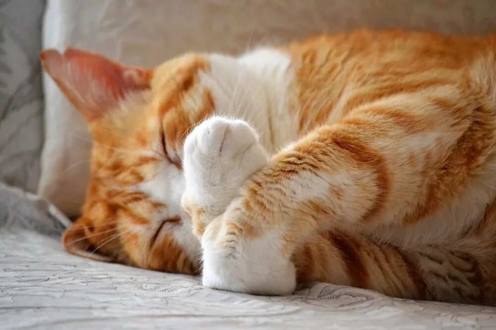 Видео спящего кота. Рыжие коты спят. Рыжий кот лежит. Спящий рыжий котик.
