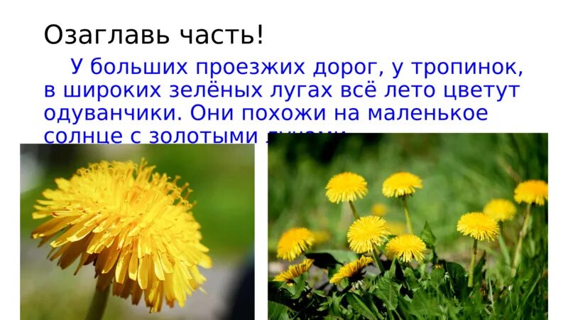 О и высоцкой одуванчик. Изложение одуванчик. Изложение про одуванчик 5 класс. Одуванчик это 5 класс. Одуванчик маленькое солнышко.