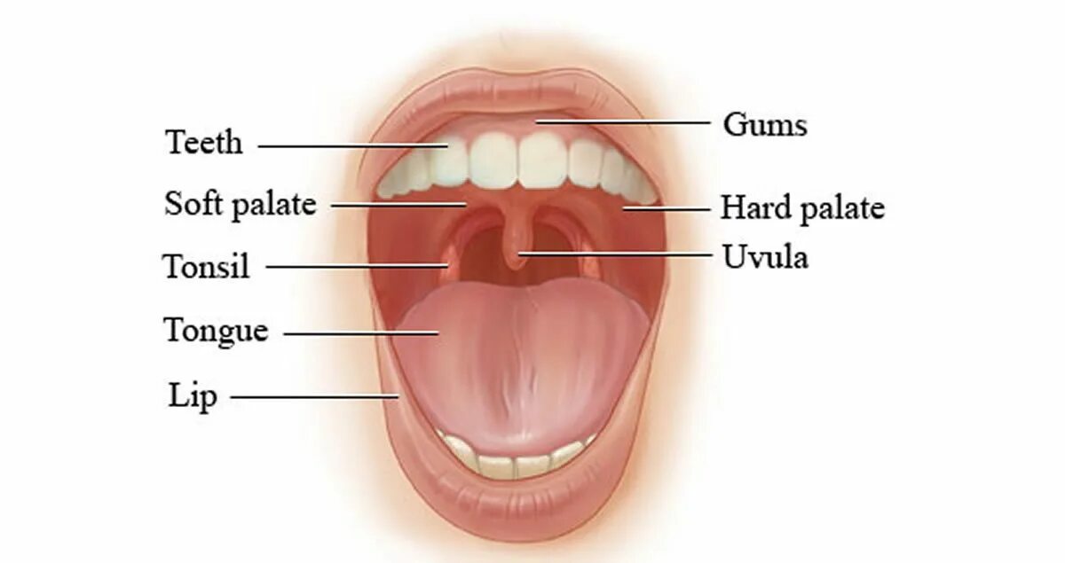 Почему небо шершавое. Анатомия твердого неба верхней челюсти. Направление солнечного света. Почему небо шершавое. Небо такое голубое как твоя ориентация.
