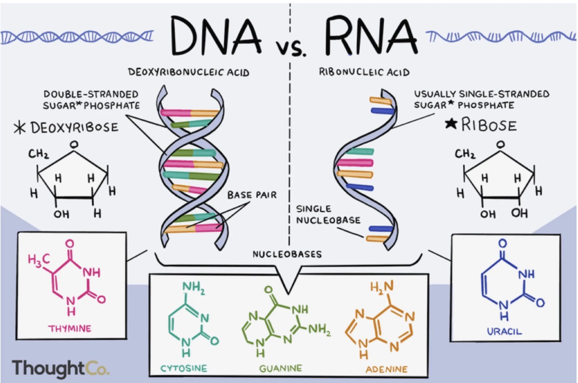 Молекула ДНК. Нуклеиновые кислоты ДНК И РНК. DNA and RNA differences. Молекула РНК.