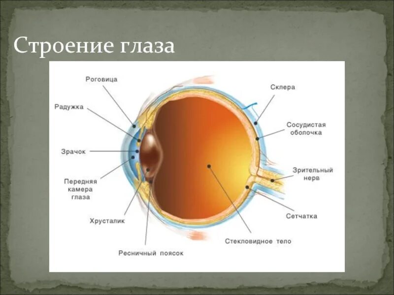 Плотная наружная оболочка глаза называется. Строение глаза. Строение глаза анатомия. Строение человеческого глаза. Глаз строение глаза.