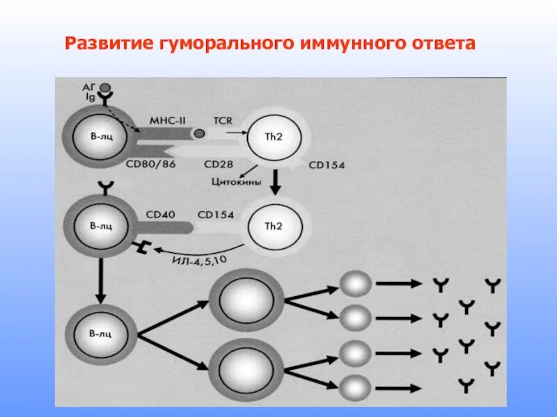 Развитие иммунного ответа