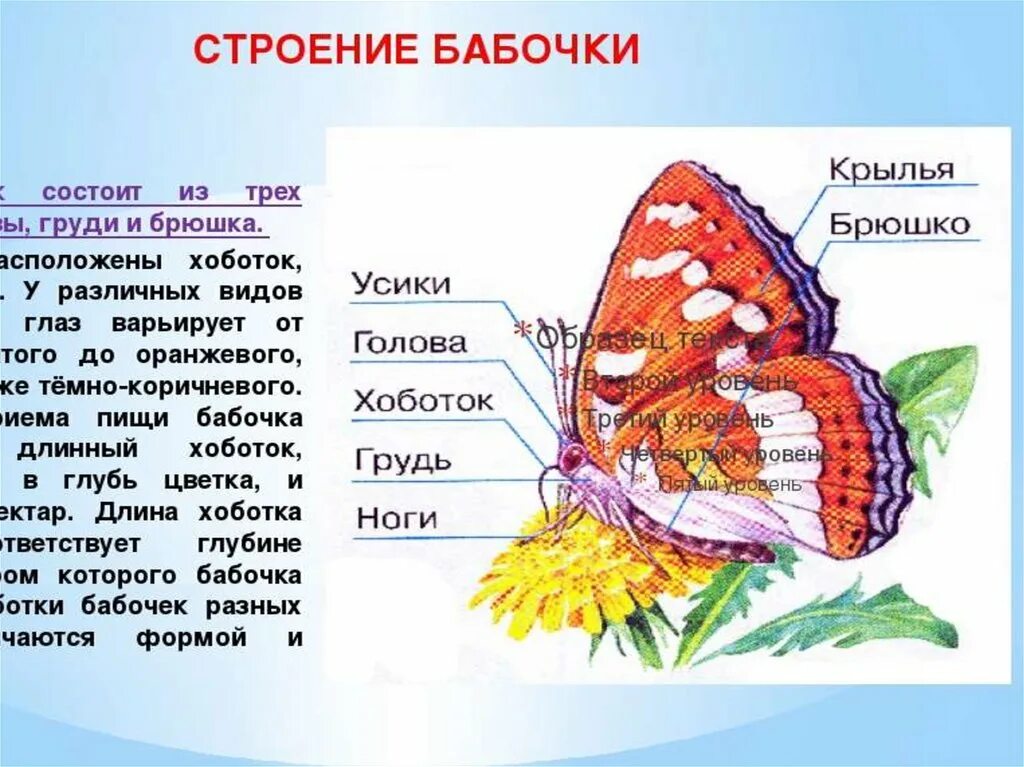 Рассказ о бабочках 2 класс. Описание бабочки. Бабочки для презентации. Бабочки картинки описание. Описание бабочки для детей.