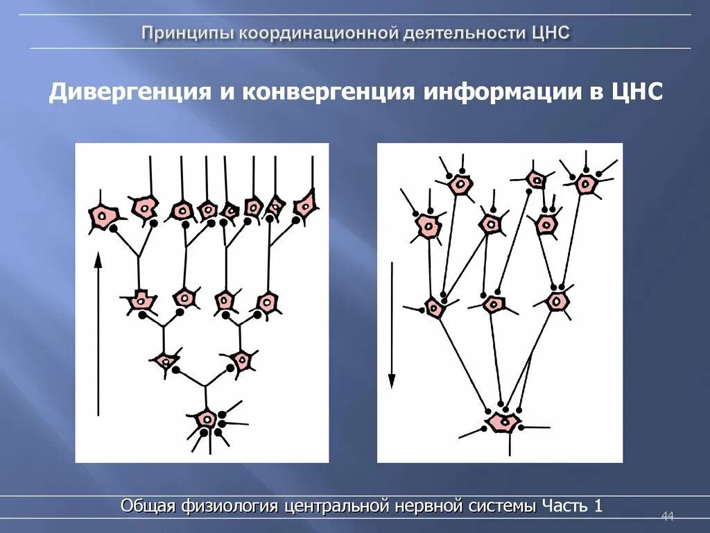 Схема конвергенции и дивергенции в ЦНС. Дивергенция ЦНС функция. Принципы координации деятельности ЦНС схема. Координирующие принципы функционирования ЦНС. Принципы. Тип конвергенции