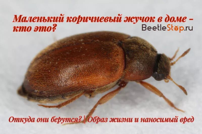 Жук кожеед фото и описание Жук кожеед фото