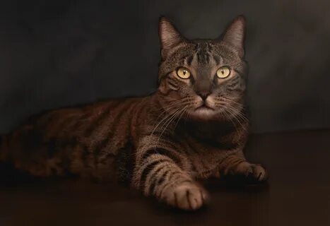Коричневый с черными полосками