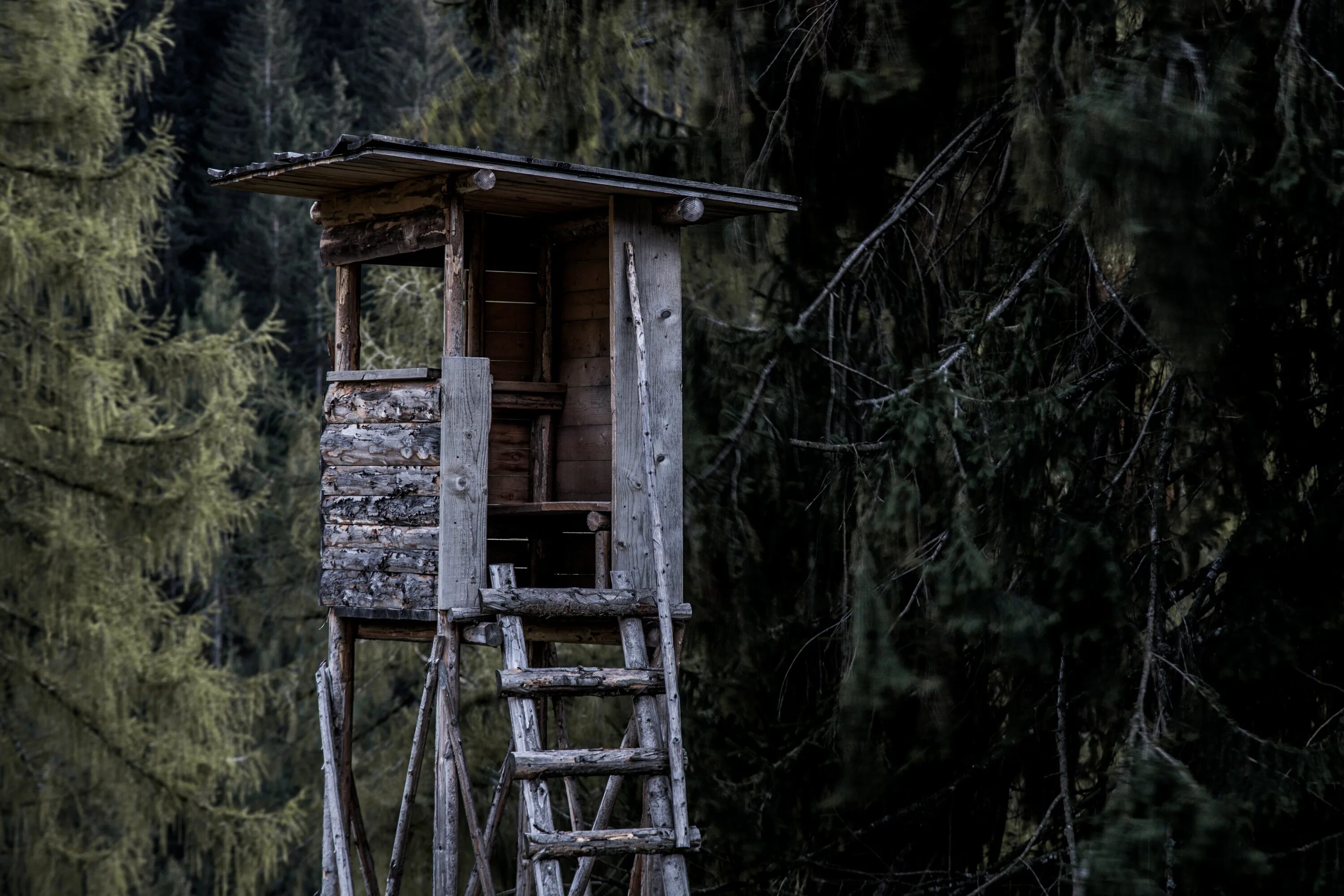 Хижина новая глава. Заброшенный домик на дереве. Домик на дереве серый. Дом на дереве в лесу с лестницей. Телефон на дереве.