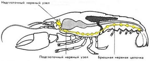 Нервная система членистоногих представлена
