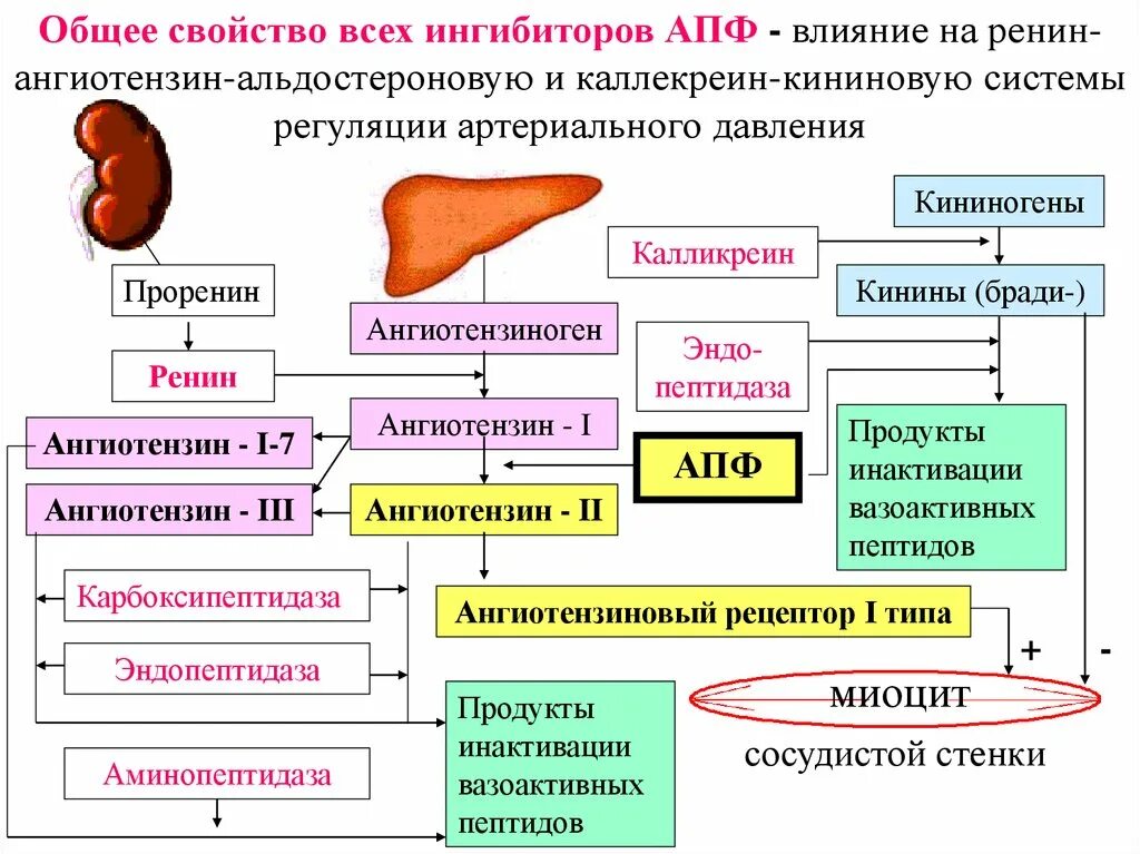 Механизм действия ИАПФ схема. Ингибиторы ангиотензинпревращающего фермента классификация. Ингибиторы АПФ схема действия. Ингибиторы АПФ механизм действия. Ингибиторы апф бета