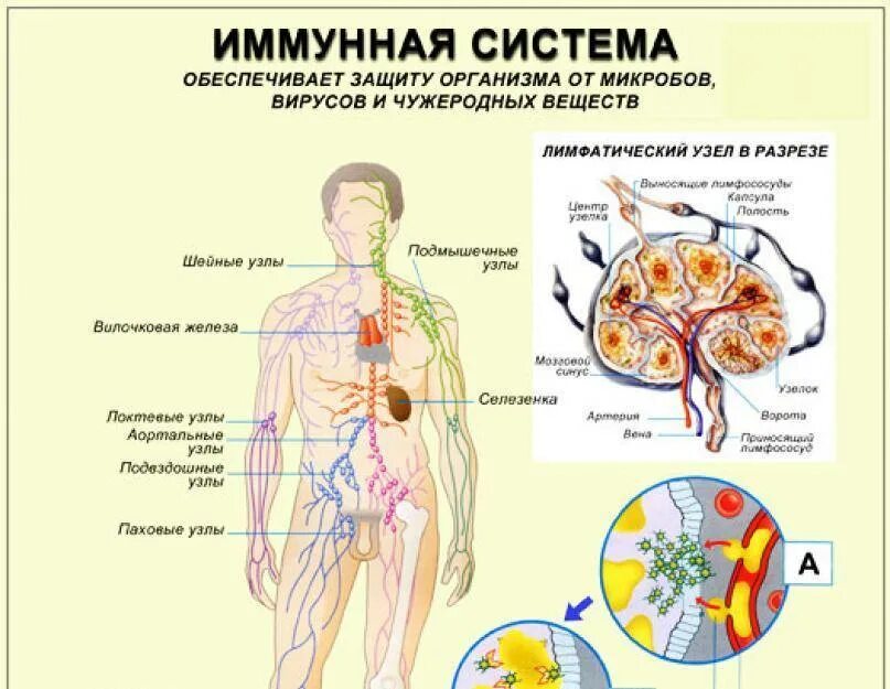 Иммунная система состоит из. Принципы взаимодействия органов иммунной системы. Органы иммунной системы человека схема. Клетки иммунной системы организма схема. Иммунная система организма человека и ее функции.