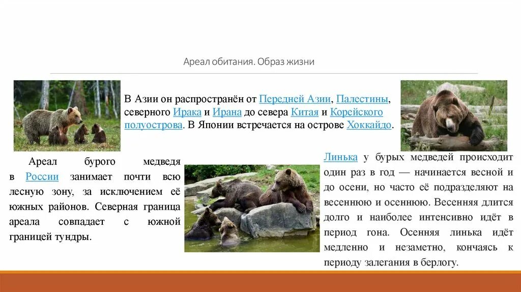 Какую среду освоил медведь. Ареал обитания бурого медведя в России. Ареал бурого медведя в России. Ареал абитаниябурого медведя. Ареал обитания медведей в России.