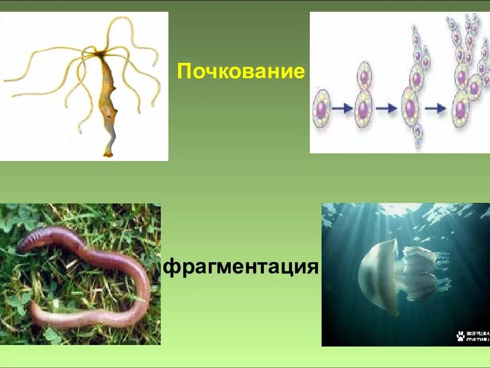 Почкование фрагментация. Почкование и фрагментация. размножение почкованием. вегетативное размножение фрагментация. бесполое деление почкование фрагментация.