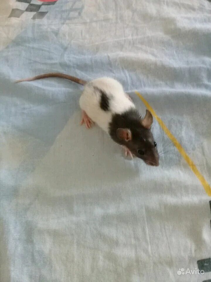 Крыса с челкой. Серая крыса вид. Крыса фото. Крыса 1. Крыса 1.