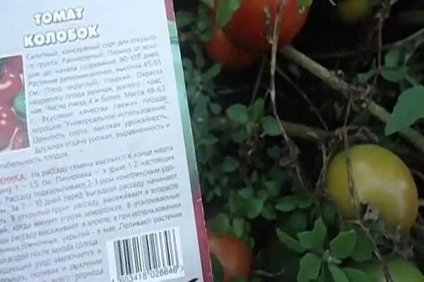Томат колобок как выглядит. Томат колобок характеристика и описание. Колобок томат описание. Томат турмалин. Томат колобок отзывы фото.