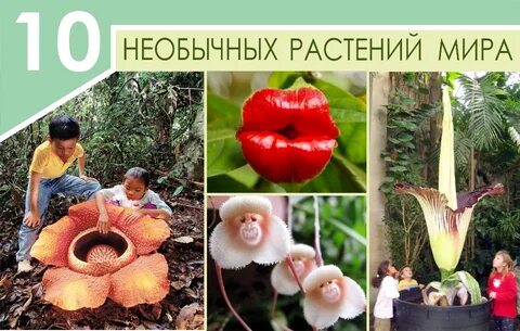Проект необычные растения мира