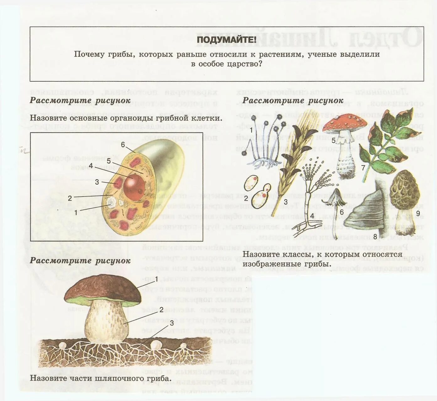 Контрольная по биологии 7 класс грибы. Шляпочные грибы строение размножение. Царство грибов строение жизнедеятельность размножение. Царство грибов 5 класс биология класс. Строение гриба 7 класс биология рисунок.