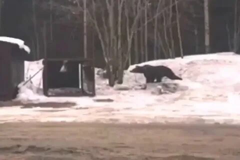 Пойманные на территории