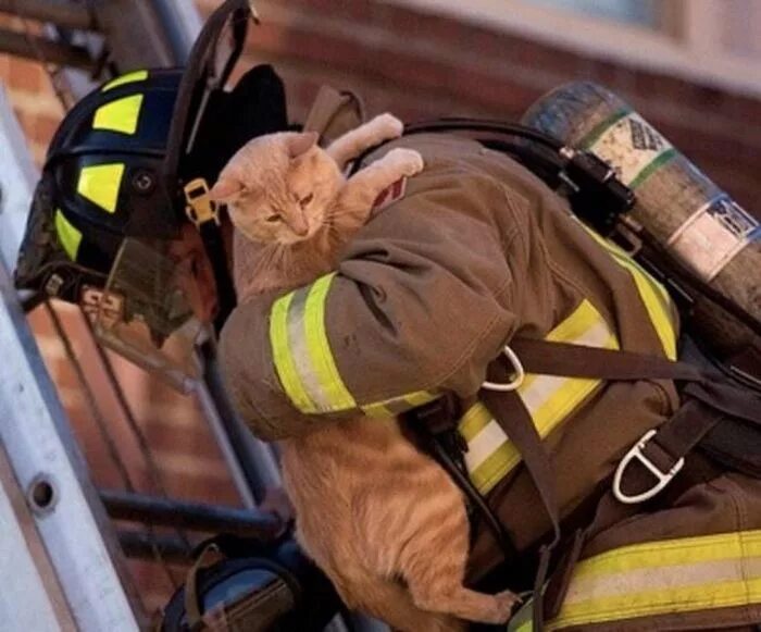 Выносит из пожара. Пожарный спас котенка. МЧС спасают котенка. Пожарные спасают людей.