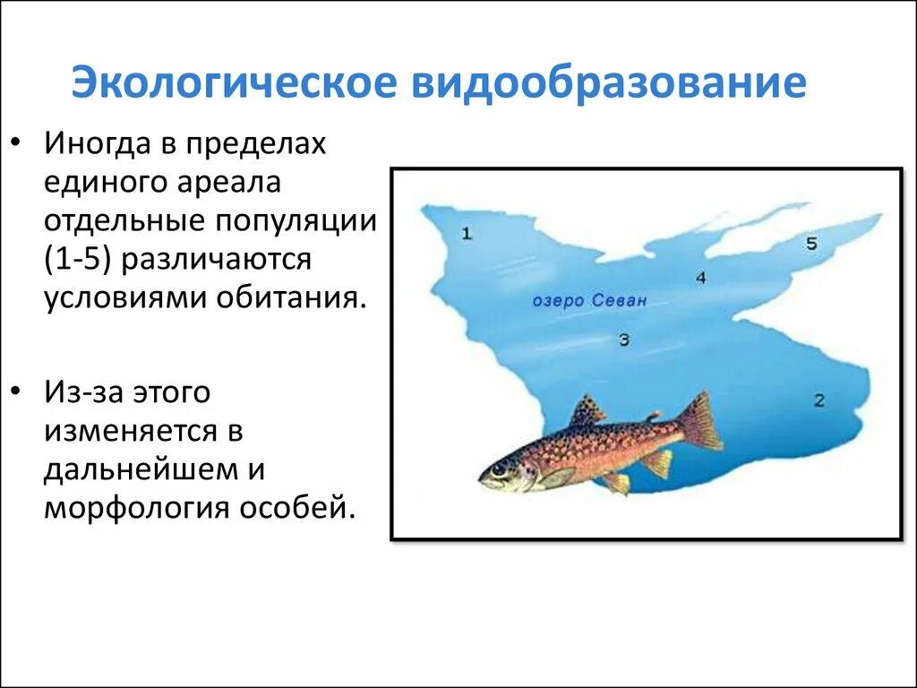 Изоляция севанской форели. Экологическое видообразование. Симпатрическое (экологическое) видообразование. Севанская форель видообразование. Схема экологического видообразования примеры.