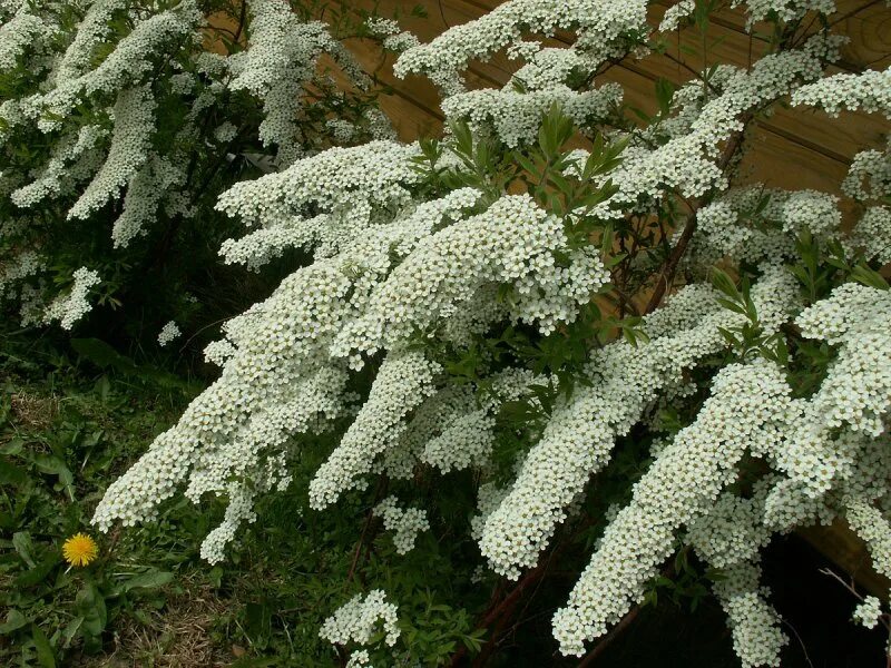 Кустарник похож