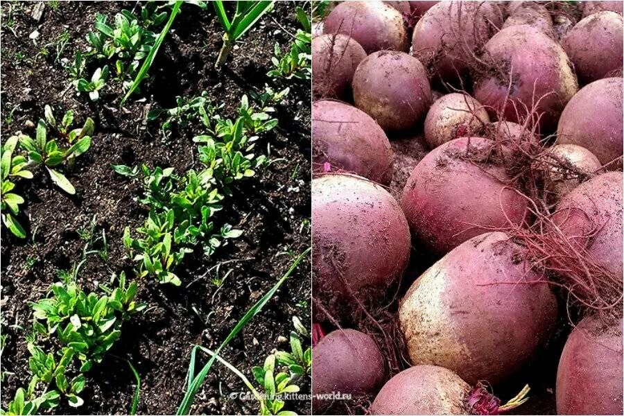 Как посадить свеклу