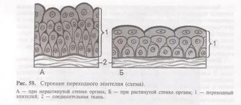 Переходный эпителий особенности строения