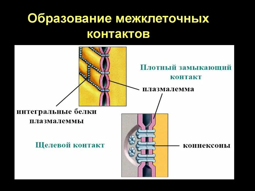 Изолирующий контакт. Строение межклеточных соединений. Виды межклеточных соединений схема. Строение межклеточных контактов. Образование межклеточных контактов.