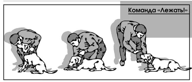 Команда сидеть. Команда лежать для собак. Контрастный метод дрессировки. Команда лежать для щенка. Команда сидеть для собаки.