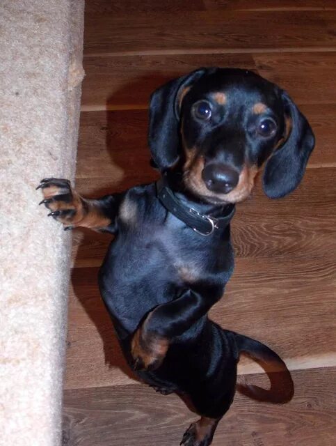 Как выглядит такса в месяц. Щенок карликовой таксы 2 месяца. Щенок таксы 2-3 месяца-. Щенок таксы 1 месяц. Щенок таксы 1 месяц.