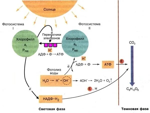Солнечный свет темновая фаза. Схема реакции фотосинтеза. Схема фотосинтеза 11 класс. Фотосистема 1 и 2 фотосинтез схема. Схема фотосинтеза ЕГЭ.