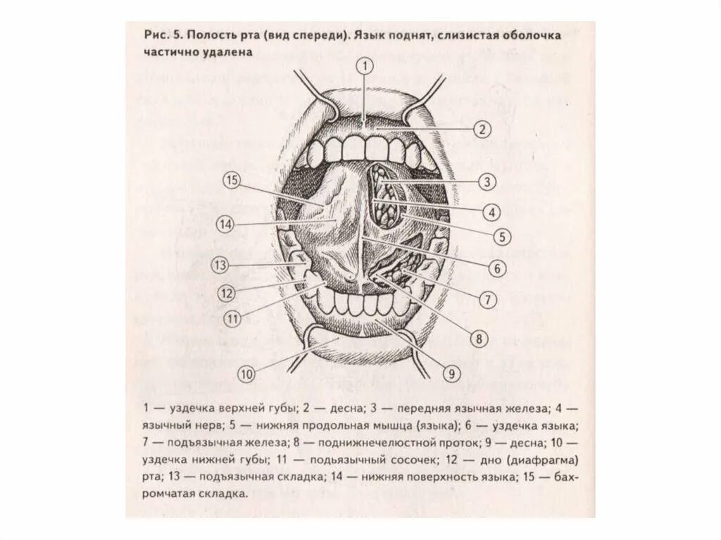 Ротовая полость вид спереди. Нижняя поверхность языка анатомия. Полость рта строение спереди. Нижняя поверхность ротовой полости. Язык ротовой полости