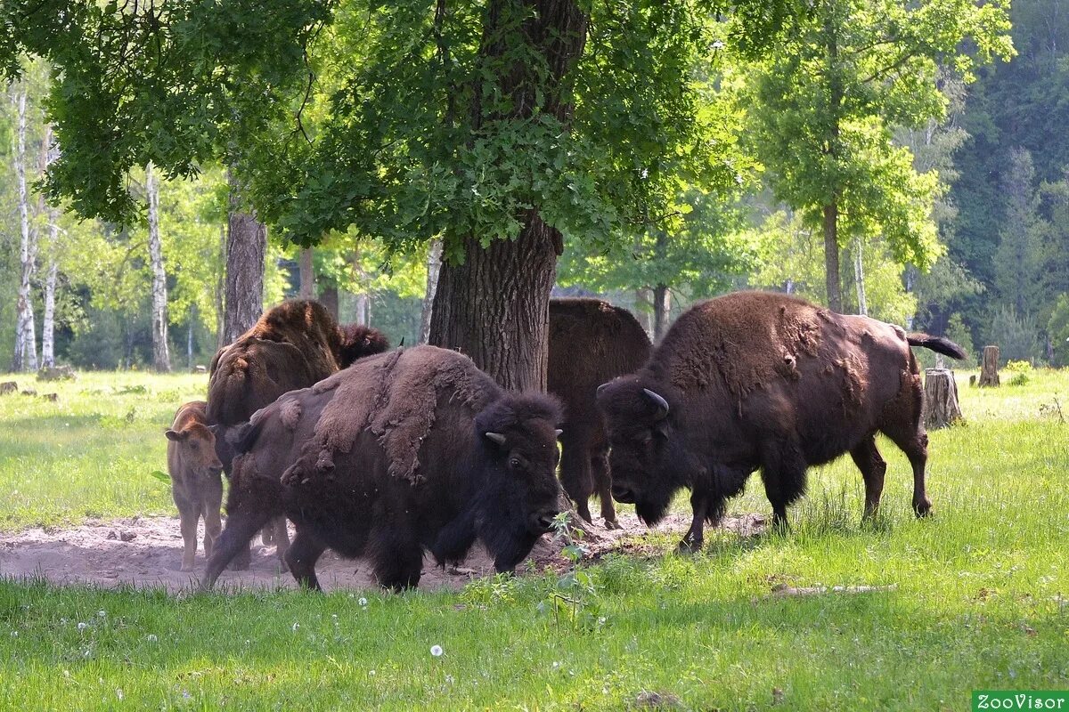 Ghbjrcrj терасский заповедник. таруса заповедник зубры. серпуховский зубровый заповедник. приокско-террасный заповедник зубры. зубровый питомник приокско-террасного заповедника.
