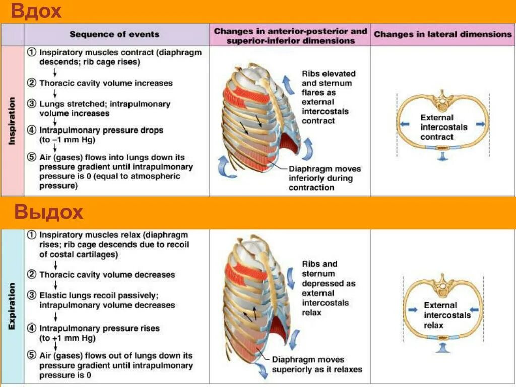 Вдох и выдох таблица. Биомеханика вдоха и выдоха. Биомеханика вдоха и выдоха физиология. Вдох выдох анатомия. Физиология вдоха и выдоха анатомия.
