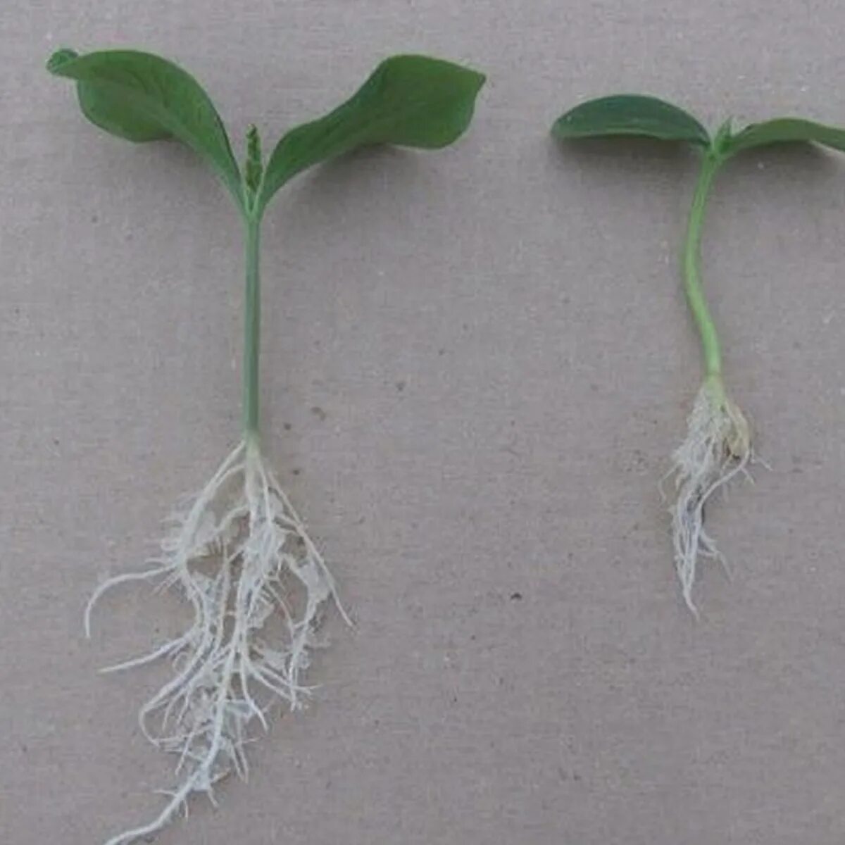 Корневая система петунии. Корень проростка редиса. Корневой проросток тыквы. Корень проростка огурца. Корень цинии.
